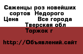 Саженцы роз новейших сортов. Недорого. › Цена ­ 350 - Все города  »    . Тверская обл.,Торжок г.